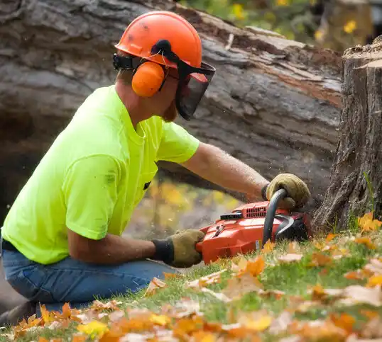 tree services Woodfin